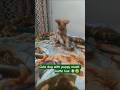 dog and puppy ka fun 😊🐶#shorts #puppy #dog #viralvideo