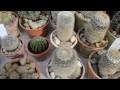 Разные виды кактусов в Ботаническом саду