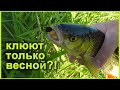 Клюют только весной?! Ловля голавлей нахлыстовой снастью на малой реке. Подбор мушки в течение дня.