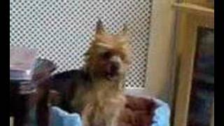 Dogs Spaz Attack