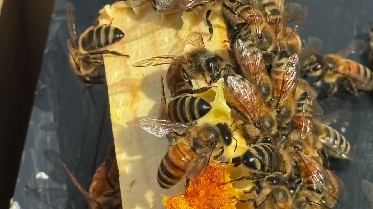 Pictures from releasing the Queen into the hive