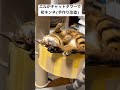 #猫 #ねこ #キャットタワー #寝る猫 #ベンガル猫 #ネコ #猫好きさんと繋がりたい #ねこのいる暮らし #動物 #ペット動画 #cat