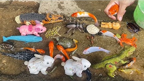 Vui học cùng bé-Giải cứu cá koi,cá mập,ếch xanh,rùa đá…rất đáng yêu cùng mẹ chip pi nha