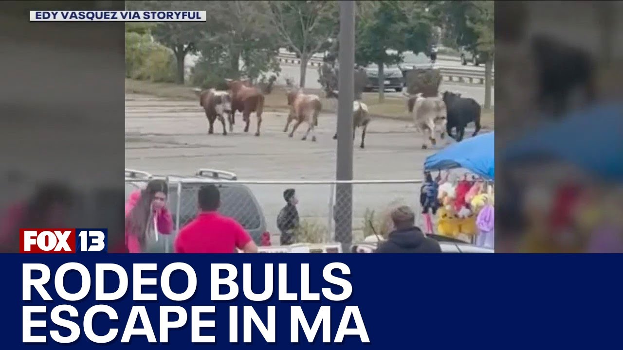 WATCH: People run from escaped rodeo bulls in Massachusetts - YouTube