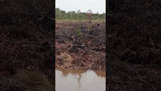 TANAM SAWIT DI LAHAN RAWA DENGAN CARA TAPAK TIMBUN