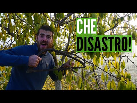 Video: Quali sono i tre rami principali dell'albero della vita?