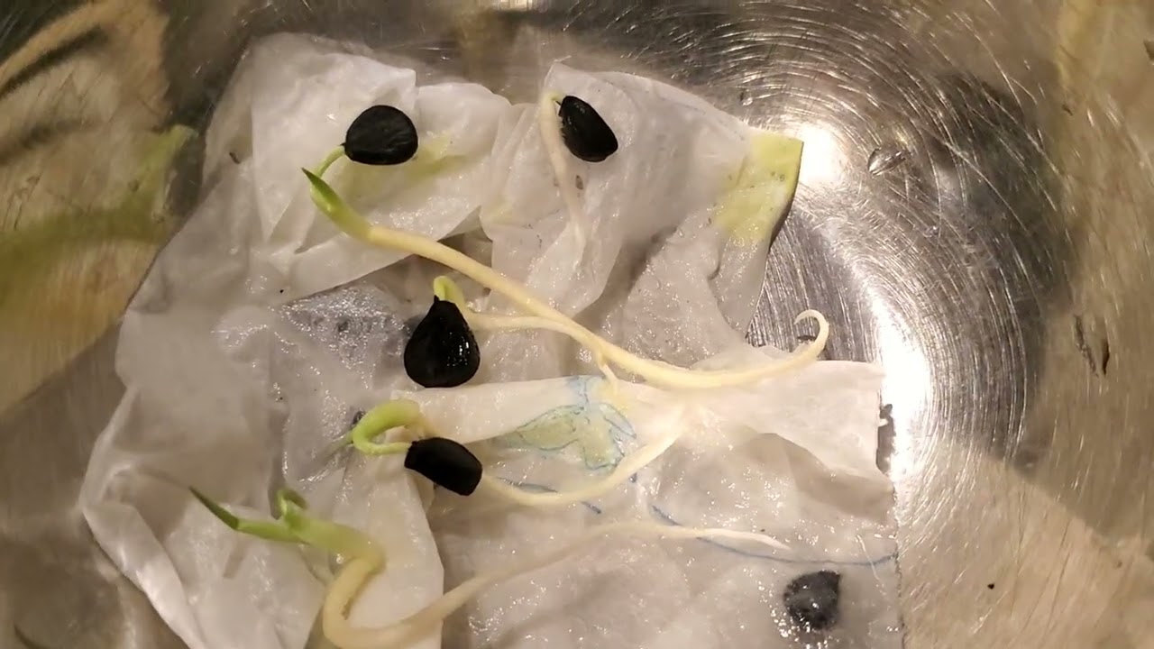 Banana Yucca! Plant Geek ALERT!! Growing seeds of big tasty fruited plant 🪴 😋 