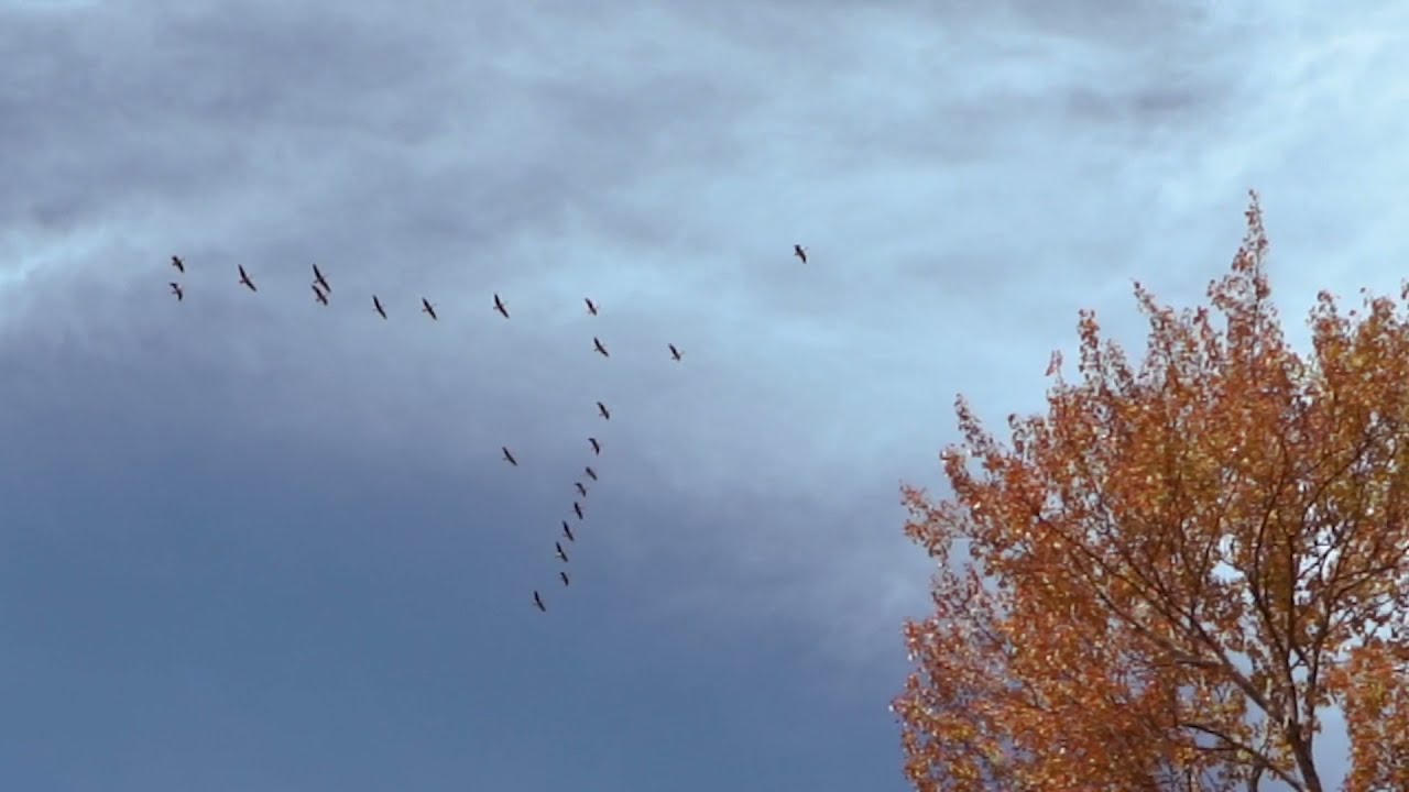 Hasbrouck House Autumn 2021 Promo