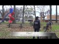 Deaf German Shepherd before and after E-Collar Training Deaf German Shepherd before and after E-Collar Training