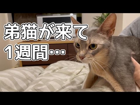 弟猫が来て1週間が経ちました