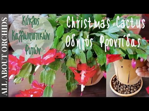 Christmas Cactus και τα Μυστικά της Φροντίδας του.