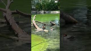 Redhead Duck Cool Places