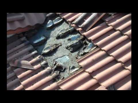 Video: Sind Fledermäuse auf meinem Dachboden?