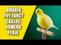 Visitando Aviarios (Aviario Fife Fancy,  Carlos Romero Feria) 2017