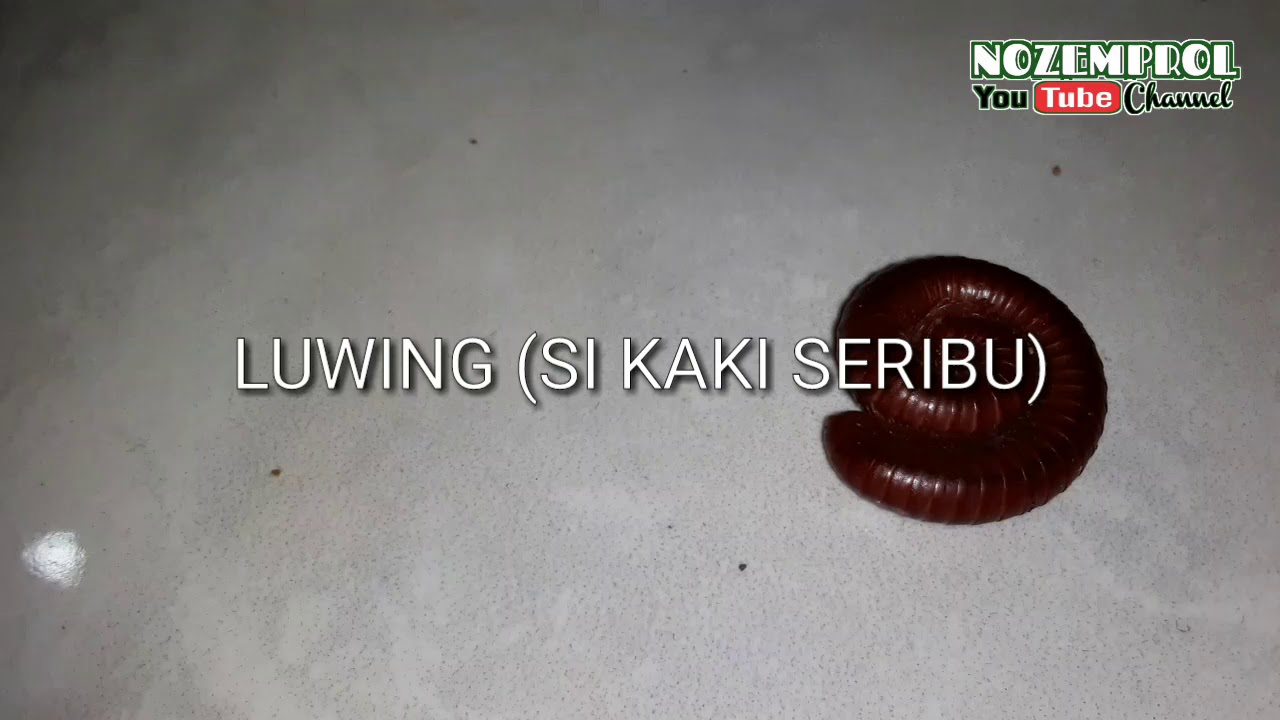 LUWING SI HEWAN  KAKI  SERIBU  YANG UNIK YouTube