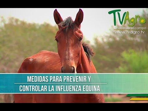 Video: Virus De La Gripe En Caballos