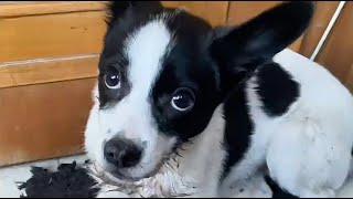 The dying puppy convulsed, foaming at the mouth. The woman worked a miracle, reviving her! by pawsflare 16,248 views 2 months ago 7 minutes, 54 seconds