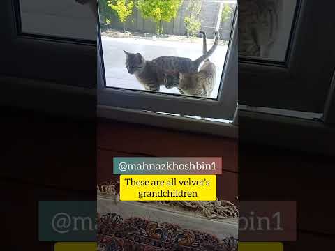 برگشت مخمل مادربزرگ گربه ها