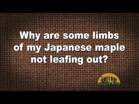 Video: Japanska lönnar lämnar inte ut: skäl till inga löv på japanska lönnträd