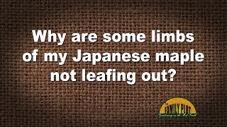 Q&A – Why are some limbs of my Japanese maple not leafing out?