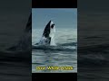 Orca Attack هجوم شرس من حوت أوركا