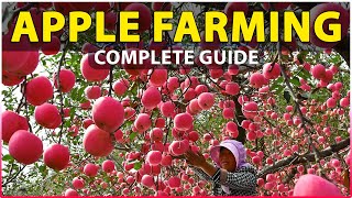 Apple Farming Complete Guide Planting, Growing, Care, Harvesting Apple Cultivation