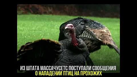 Месть индеек