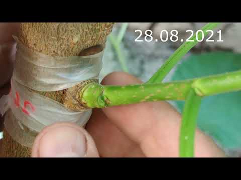 Video: Wachsender Lorbeer - Laurus Nobilis Im Raum