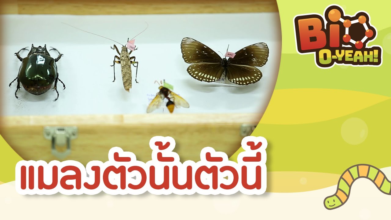 แมลงตัวนั้นตัวนี้ | Bio O-YEAH! [Mahidol Kids]