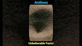 Antlions Unbelievable Facts You Never Knew