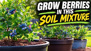 DIY Soil for Berry Bushes