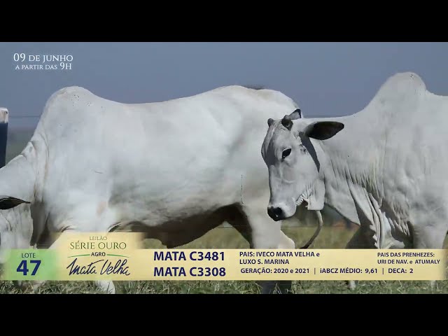 LOTE 47   MATA C3481, C3308