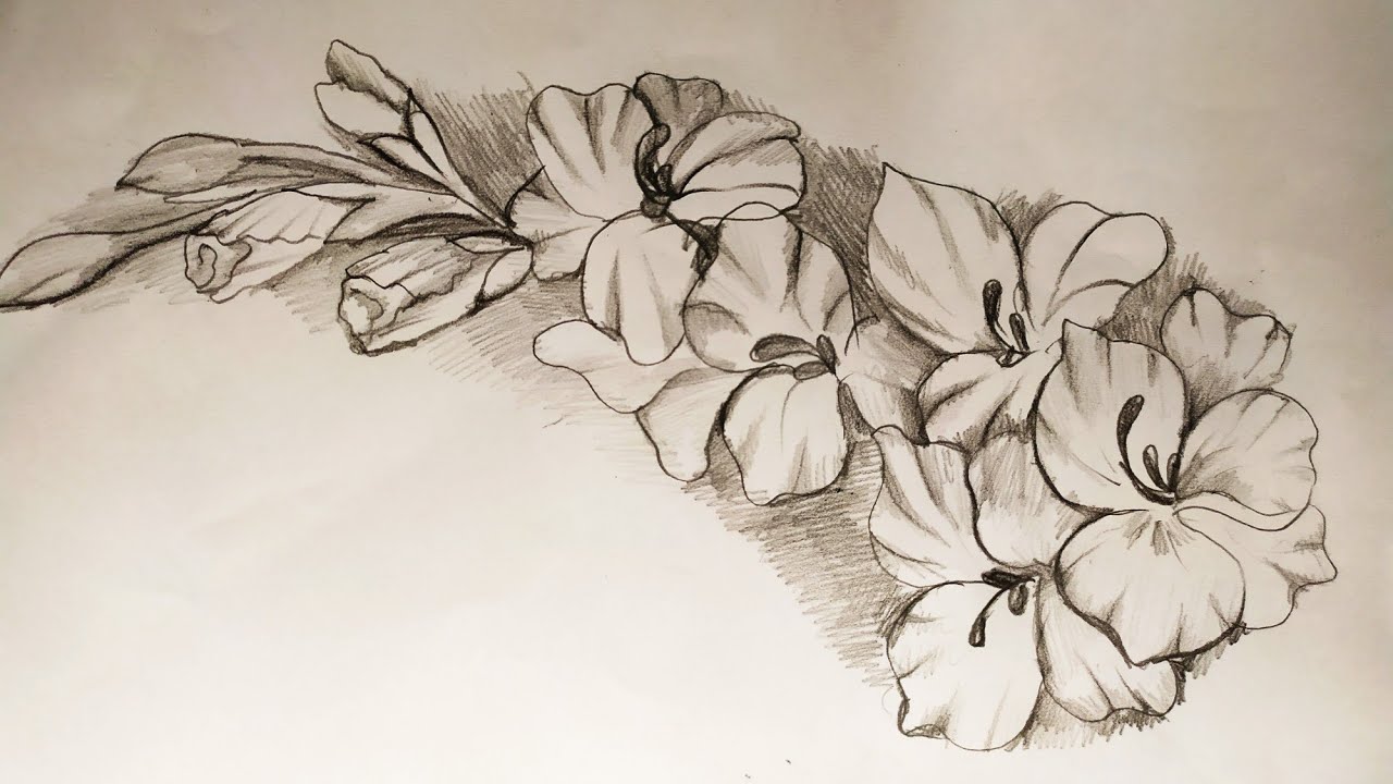 How to draw Gladiolus flower step by step very easy pencil drowing.. 