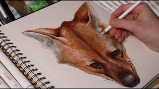 The Maned Wolf