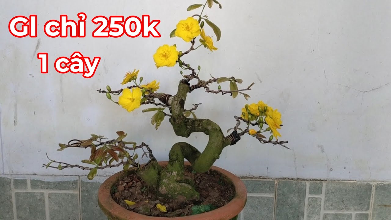 Продаются миниатюрные, узловатые бонсай с липкими корнями по цене 250 000 VND за дерево (цена оди...