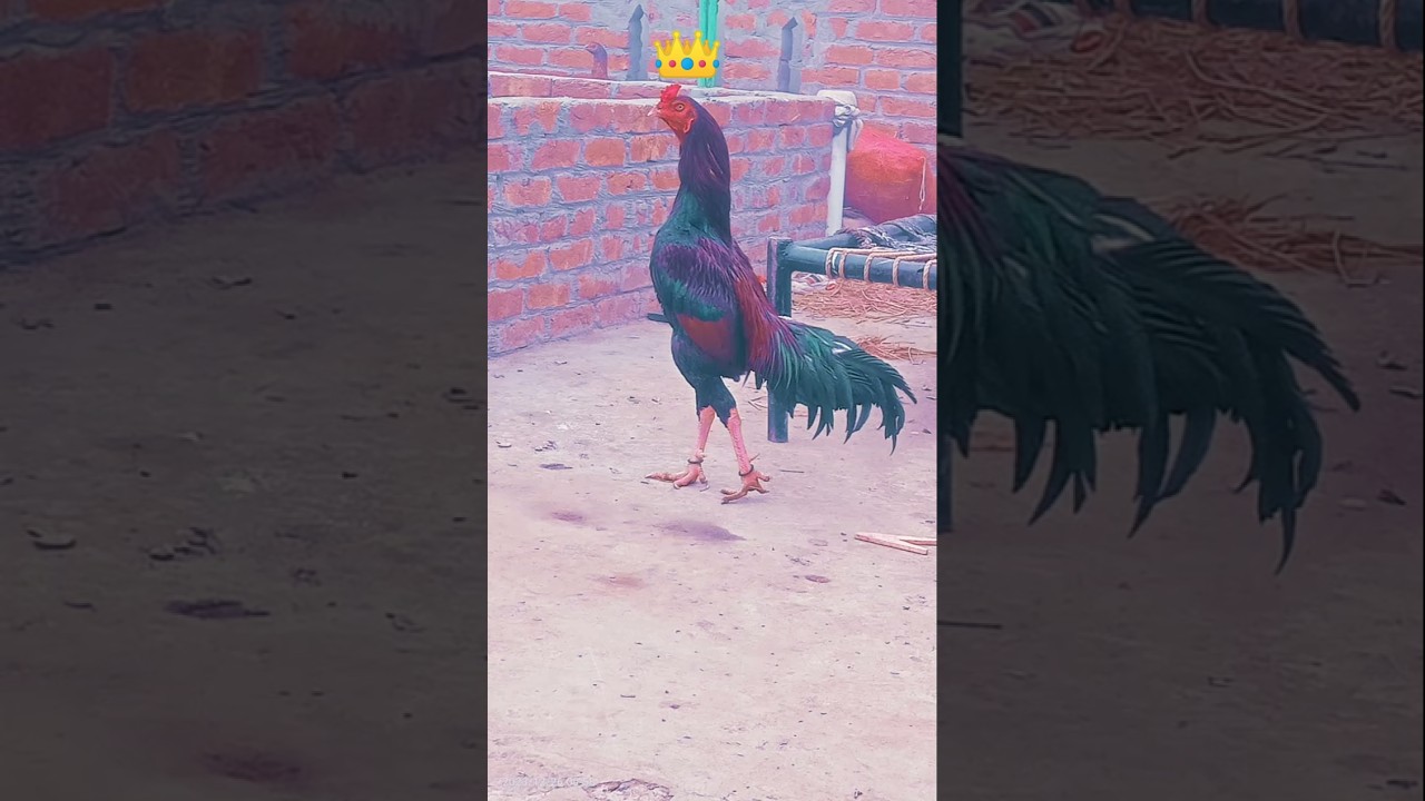 amazing top 5 rooster 