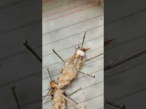 تشريح الصرصور