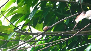 Snail Moving On A Branch screenshot 5