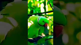 green parrot video . funny tota sounds . #shortbirds #shortvideo