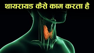 थाइराइड कैसे काम करता हैं - how thyroid works in hindi