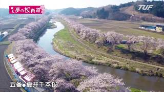 東北 夢の桜街道 復興への祈りを捧げる 桜の札所 八十八ヵ所巡り