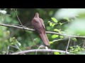 Brown cuckoodove  birds of australia