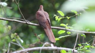 Download Lagu Brown Cuckoo-Dove - Birds of Australia MP3