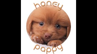 Наш грумминг салон My Honney Puppy