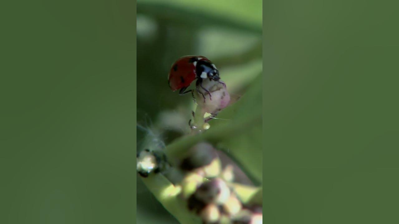 Tree communication system YouTube