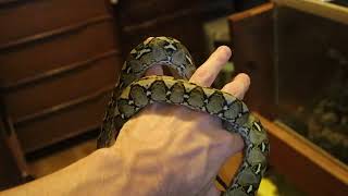 Sulawesi Reticulated Python Update