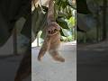 These Animal Facts Will Surprise You! | Amazing Animals Facts #shorts #facts #wildlife #shortvideo