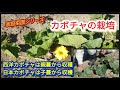 【カボチャの栽培】西洋カボチャと日本カボチャの違い。たまたま授粉が出来ました【家庭菜園シリーズ】