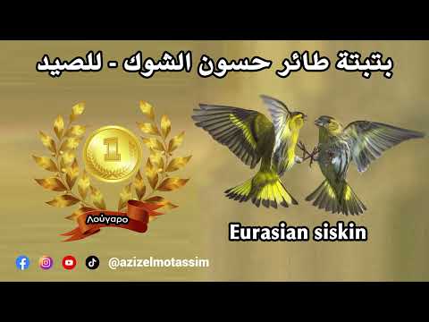 بتبتة من أجل الصيد، لجدب طائر حسون الشوك Eurasian siskin (Λούγαρο)