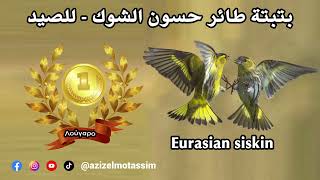 بتبتة من أجل الصيد، لجدب طائر حسون الشوك Eurasian siskin (Λούγαρο)